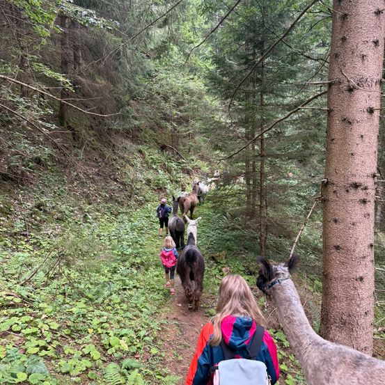Eine Gruppe von Kindern und Erwachsenen wandert auf einem Waldweg mit Alpakas und Pferden. Die Kinder tragen Rucksäcke und bunte Jacken. Die Alpakas werden an einer Leine geführt.