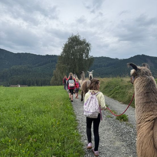 Eine Gruppe von Kindern und Erwachsenen geht mit Alpakas auf einem Kiesweg, umgeben von einem Grasfeld und Bergen im Hintergrund.