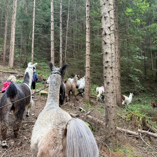 Eine Gruppe von Alpakas wandert durch einen Wald mit hohen Bäumen und einem Erdweg. Einige Alpakas werden von Menschen mit Rucksäcken geführt.