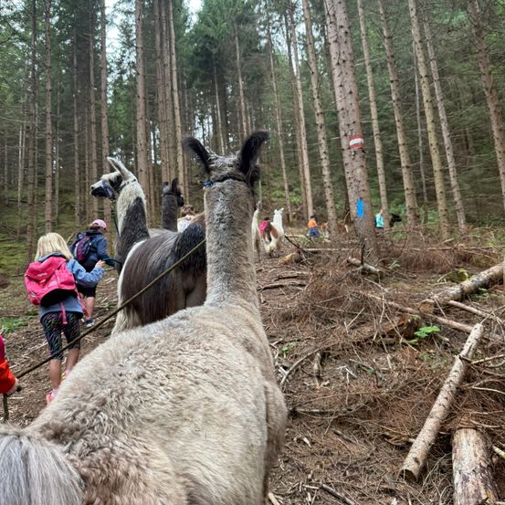 Eine Gruppe von Menschen und Alpakas wandert in einem Wald mit einem klaren Pfad und umgestürzten Bäumen.