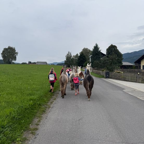 Eine Gruppe von Kindern geht neben Alpakas auf einem gepflasterten Weg durch ein saftiges Feld mit Bäumen und Häusern im Hintergrund.