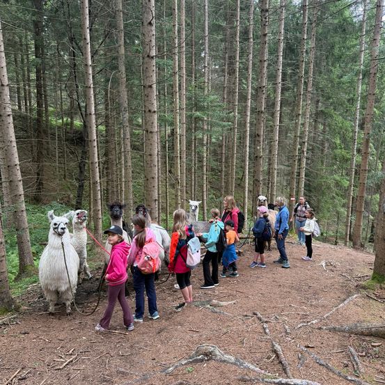 Eine Gruppe von Kindern und Erwachsenen wandert mit mehreren weißen Alpakas an der Leine durch einen Wald.