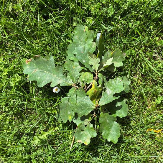 Ein Nahaufnahme eines Eichenpflanze mit grünen Blättern und einer kleinen weißen Blume auf einem Grasfeld.