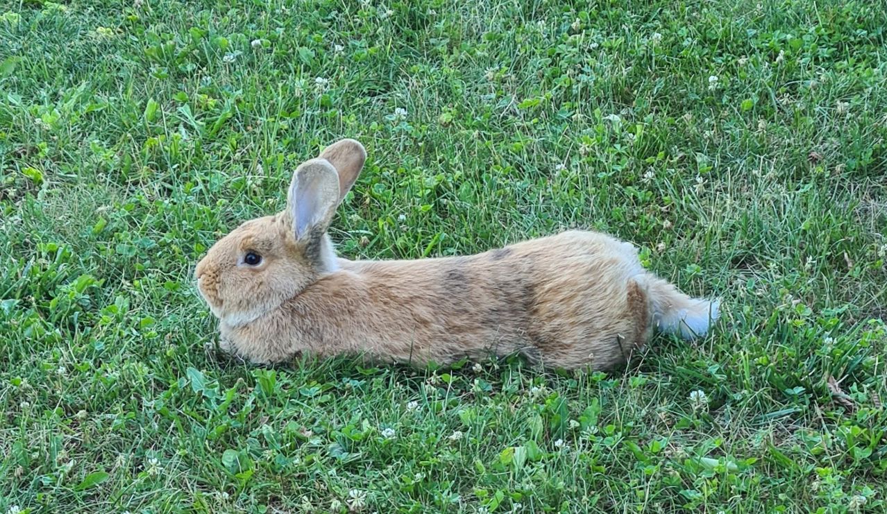 Ein braunes Kaninchen mit großen Ohren liegt auf einem Grasfeld und schaut direkt in die Kamera.