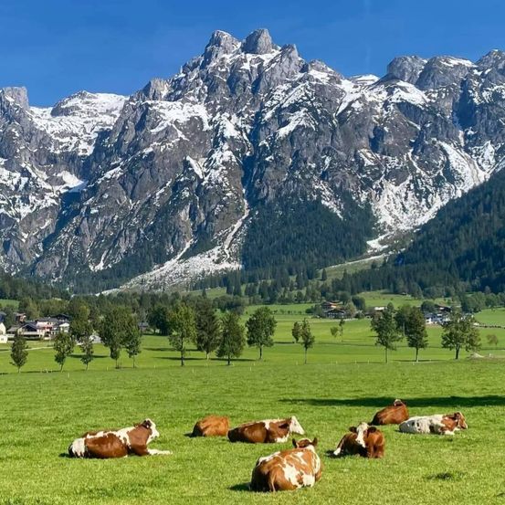 Bild enthält, Nature, Outdoors, Countryside, Field, Pasture, Rural, Cattle, Cow, Village, Grassland