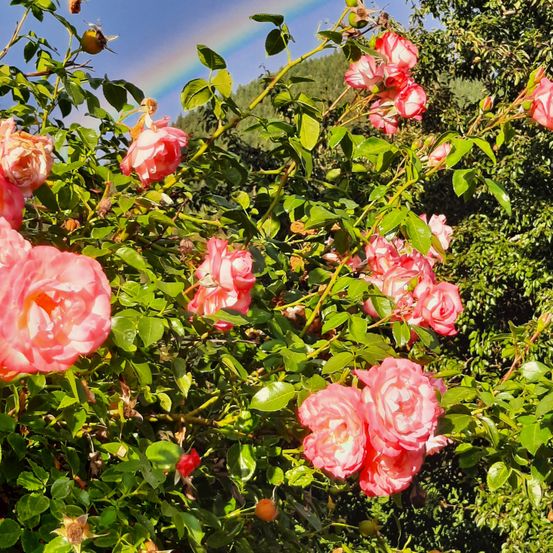 Bild enthält, Flower, Plant, Rose, Petal, Geranium, Outdoors