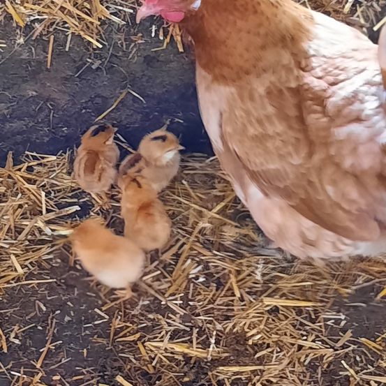 Bild enthält, Animal, Bird, Chicken, Fowl, Poultry, Hen, Rat, Nature, Outdoors, Straw