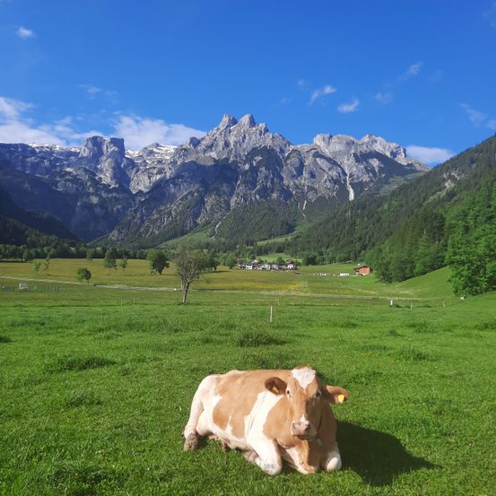 Bild enthält, Field, Grassland, Nature, Outdoors, Cattle, Cow, Livestock, Pasture, Ranch, Dairy Cow