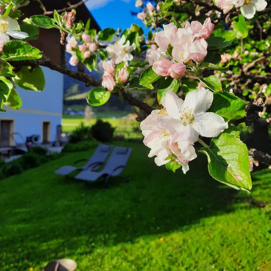 Bild enthält, Grass, Lawn, Flower, Petal, Geranium, Anemone, Backyard, Nature, Outdoors, Rose