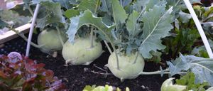 Bild enthält, Food, Produce, Plant, Leaf, Kohlrabi, Vegetable