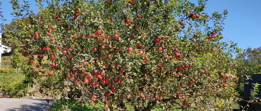 Bild enthält, Plant, Vegetation, Food, Fruit, Produce, Tree, Bush