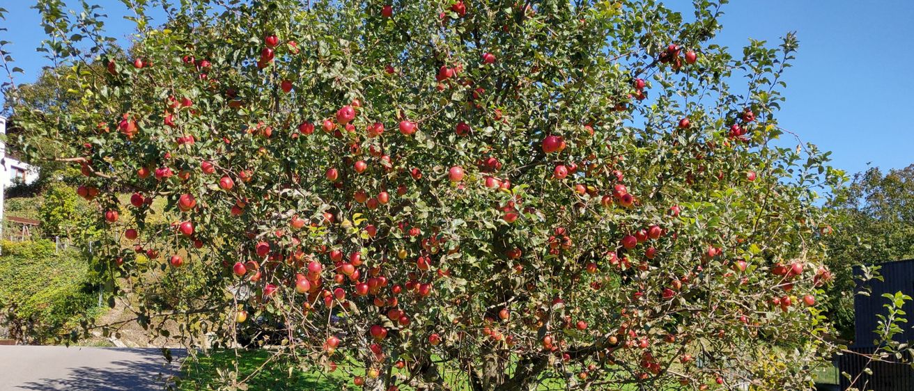 Bild enthält, Plant, Vegetation, Food, Fruit, Produce, Tree, Bush