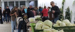 Menschen holen Kohl aus grünen Kisten. Eine Person hält einen Eimer, während andere Schaufeln benutzen. Einige tragen Brillen und Turnschuhe.