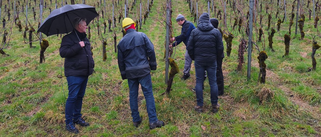 Fünf Personen stehen in einem Weinberg, einer hält einen Regenschirm. Zwei beschneiden die Reben. Der Weinberg ist von Bäumen und Büschen umgeben. Der Himmel ist bedeckt.