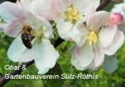 Bild enthält, Animal, Bee, Honey Bee, Invertebrate, Flower, Plant, Apidae, Anemone, Bumblebee, Petal