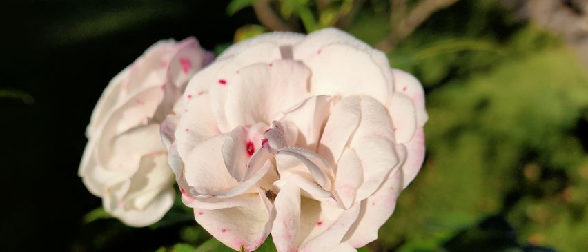 Bild enthält, Flower, Geranium, Plant, Rose, Petal