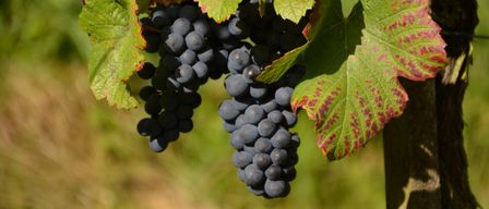 Eine Nahaufnahme von Traubenbüscheln dunkler blauer Trauben an einer Rebe mit grünen Blättern, die Anzeichen von Alterung zeigen, beleuchtet von natürlichem Licht.