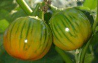 Two striped tomatoes with yellow and green hues are growing on a plant. The tomatoes have a shiny surface with visible seeds.