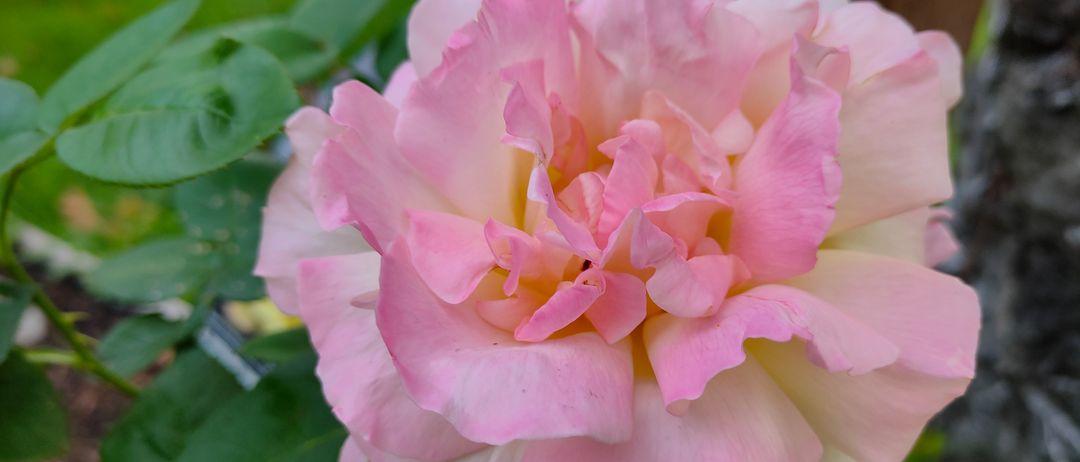 Eine Nahaufnahme einer schönen rosa Rosenblüte mit geschichteten Blütenblättern, vor einem Hintergrund üppiger grüner Blätter.