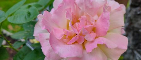Eine Nahaufnahme einer schönen rosa Rosenblüte mit geschichteten Blütenblättern, vor einem Hintergrund üppiger grüner Blätter.