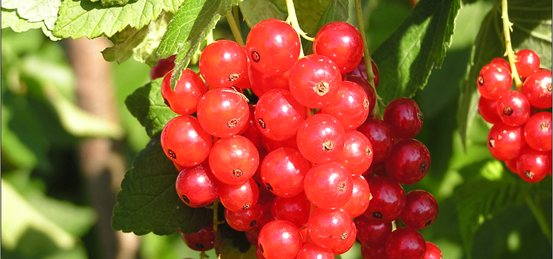 Clusters of red berries hang from a green plant with leaves in a sunny environment.
