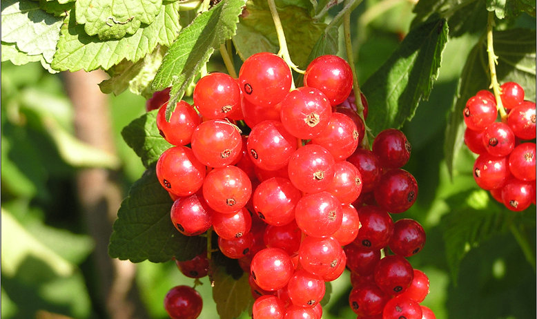 Blaubeertrauben hängen von einer grünen Pflanze mit Blättern in einer sonnigen Umgebung ab.