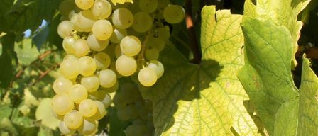 Eine Nahaufnahme einer Traube grüner Trauben, die von einem Weinstock hängen, umgeben von üppigen grünen Blättern.