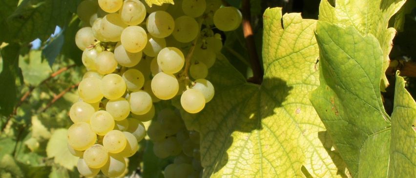A close-up view of a cluster of green grapes hanging from a vine, surrounded by lush green leaves.