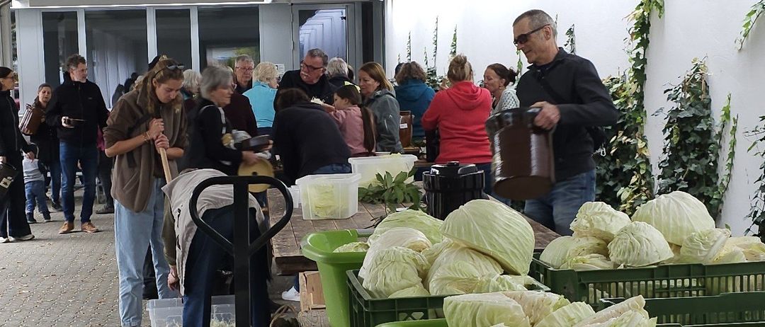 Im Innenbereich ernten Menschen Kohl, mit grünen Kisten voll davon auf einem Tisch. Ein Mann hält einen braunen Eimer.