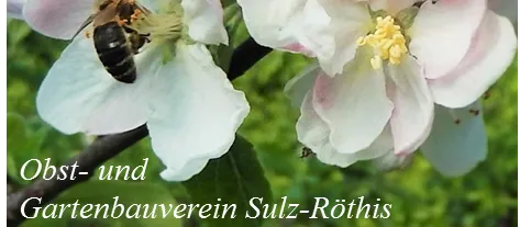 Eine Biene sammelt Nektar von Apfelblüten. Die Blüten sind weiß mit einem Hauch von Rosa. Der Name 'Obst-und Gartenbauverein Sulz-Rothis' steht unten.