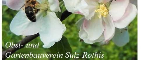 Eine Biene sammelt Nektar von Apfelblüten. Die Blüten sind weiß mit einem Hauch von Rosa. Der Name 'Obst-und Gartenbauverein Sulz-Rothis' steht unten.