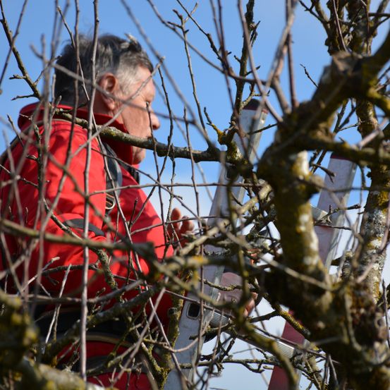 Bild enthält, Plant, Tree, Tree Trunk, Adult, Male, Man, Person, Face, Outdoors, Wheel