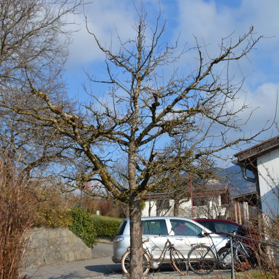 Bild enthält, Spoke, Tree, Tree Trunk, Alloy Wheel, Car, Tire, Wheel, Bicycle, Coupe, Outdoors