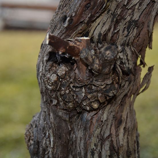 Bild enthält, Plant, Tree, Tree Trunk, Wood