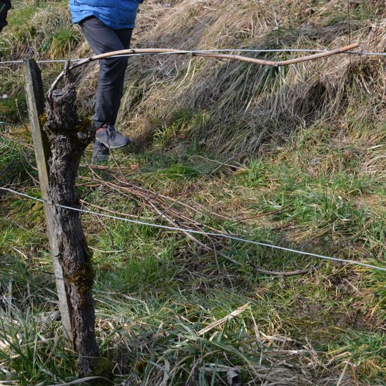 Bild enthält, Person, Plant, Tree, Wire, Bag, Handbag, Fence, Shoe, Outdoors, Grass