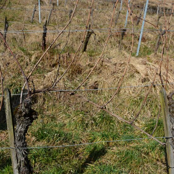 Bild enthält, Nature, Outdoors, Countryside, Straw, Wire, Plant, Tree, Fence, Rural