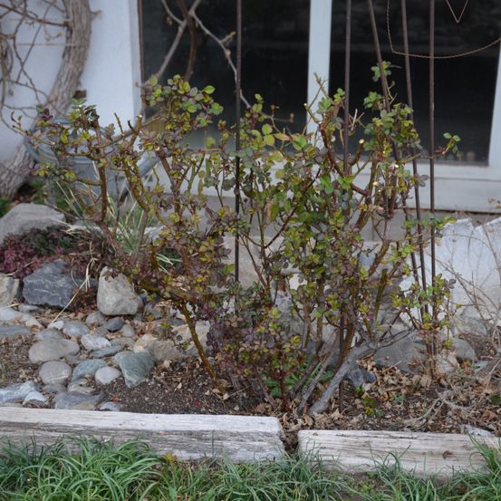Bild enthält, Slate, Path, Walkway, Rubble, Plant, Vegetation, Flagstone, Soil, Road, Gravel