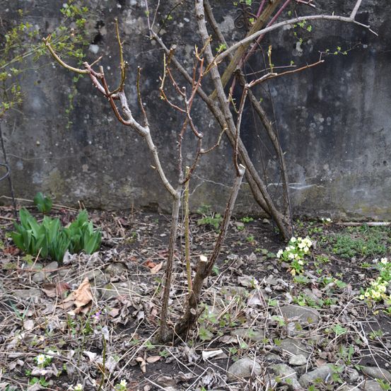 Bild enthält, Soil, Plant, Tree, Tree Trunk, Slate, Building, Wall, Ground, Garden, Outdoors