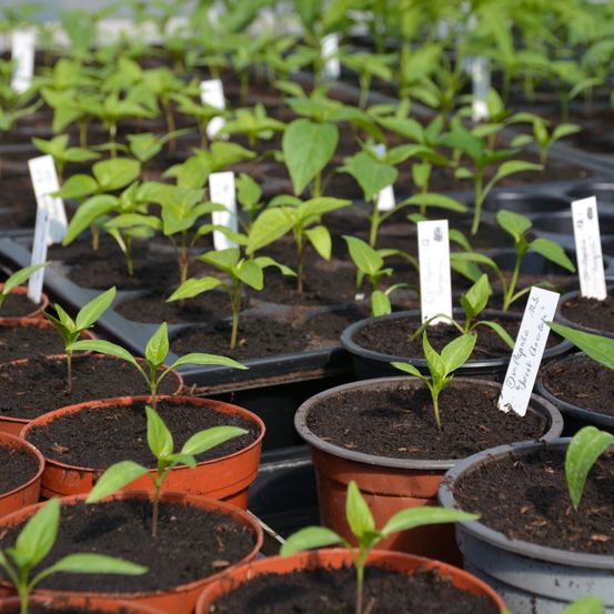 Reihen von Topfpflanzen mit Etiketten sind auf einem Regal angeordnet, einige mit Schildern.