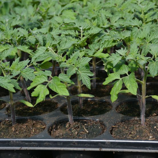 Nahaufnahme von Tomatenpflanzen, die in einer schwarzen Schale wachsen, jede Pflanze in ihrem eigenen Topf mit grünen Blättern und Stielen, vor einem verschwommenen Hintergrund.
