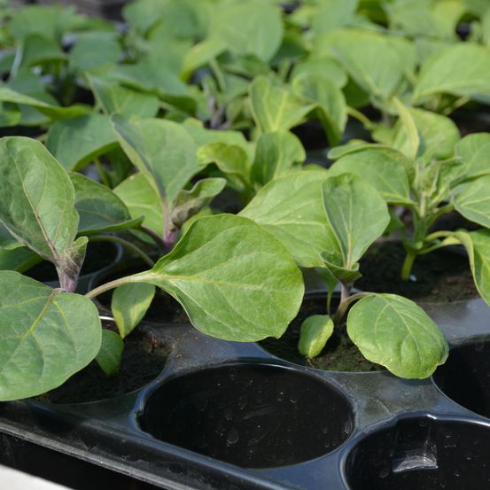 Nahaufnahme von jungen grünen Pflanzen, die in einer schwarzen Plastikschale mit sechs Abschnitten wachsen.