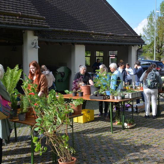 Eine Gruppe von Menschen bei einem Outdoor-Pflanzenverkauf, die verschiedene Topfpflanzen auf einem Tisch betrachten.