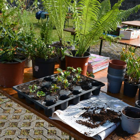Ein Holztisch im Freien ist mit Topfpflanzen und Setzlingen gefüllt. Die Setzlinge befinden sich in einer schwarzen Schale auf dem Tisch, während andere Pflanzen in Töpfen stehen. Ein Zeitungspapier ist auf dem Tisch ausgebreitet, mit Erde und einem Spaten darauf.
