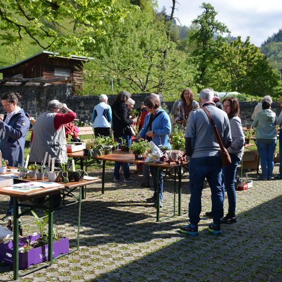 Ein Gartenmarkt mit Menschen, die Pflanzen auf Tischen im Schatten von Bäumen betrachten.
