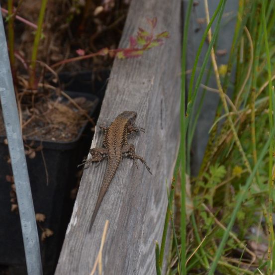 Ein kleiner Eidechsen sitzt auf einem Holzbrett in einem Garten. Der Garten hat hohes Gras und eine Pflanze im Topf in der Nähe.