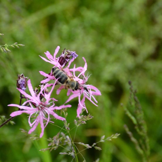 Eine Biene sitzt auf einer rosa Blume, umgeben von anderen Blumen und grünem Gras. Der Hintergrund ist verschwommen mit grünem Laub.