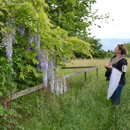 Eine Frau steht in einem Grasfeld mit einem Netz und schaut zu lila Glyzinienblüten auf, die von einem Baum hängen. Sie trägt ein schwarzes Shirt und blaue Jeans. Ein Holzzaun ist im Hintergrund.