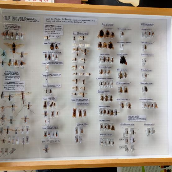Ein Schaukasten mit zahlreichen angehefteten Insekten in einem Glaskasten. Er zeigt Etiketten mit den Namen verschiedener Insekten, darunter 'The Big Four', 'Grabwespen', 'Schwarzwespen' und 'Goldwespen'. Die Insekten sind kategorisiert und nummeriert.