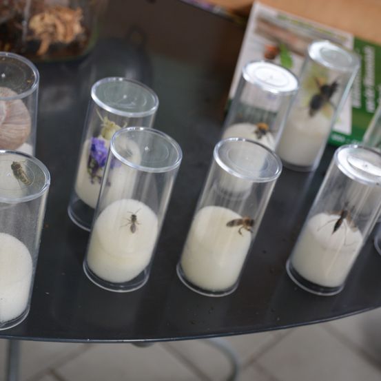 Ein Tisch mit mehreren transparenten zylindrischen Behältern, gefüllt mit weißem Pulver und Insekten, möglicherweise Bienen, darin. Ein Glasgefäß mit einer braunen Substanz im Hintergrund.