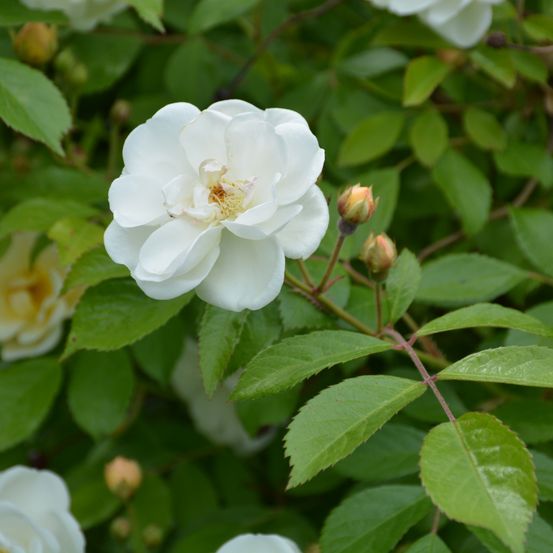 Eine weiße Rose in voller Blüte mit grünen Blättern im Hintergrund. Die Blütenblätter sind leicht gewellt.